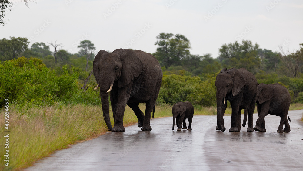 Fototapeta premium a breeding herd of african elephants crossing the road