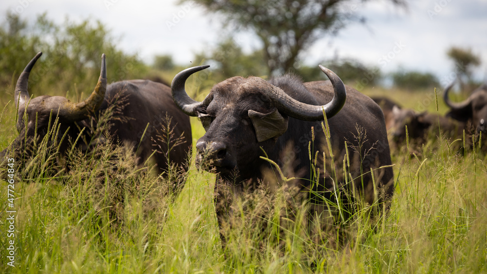 African buffalo in the wild - Kruger National Park African buffalo in the wild - Kruger National Park