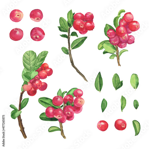 Aquarelle cowberry set berry elements isolated on white background. Watercolor hand drawing illustration. Lingonberry food.