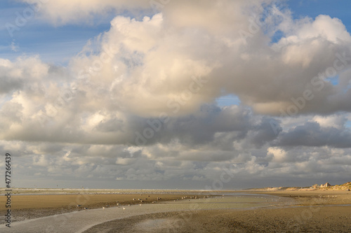 Goélands sur la plage