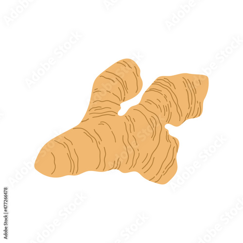 Ginger root. Vector hand drawn illustration. Isolated on white background.