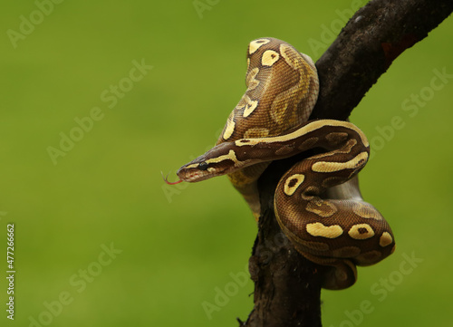 The ball python  Python regius   also called the royal python  on the old branche in green forest.