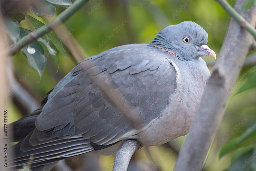 Fototapeta premium bird on a tree branch