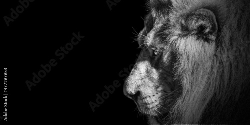 African male lion Baner , Panorama wildlife animal isolated black white   © Vieriu