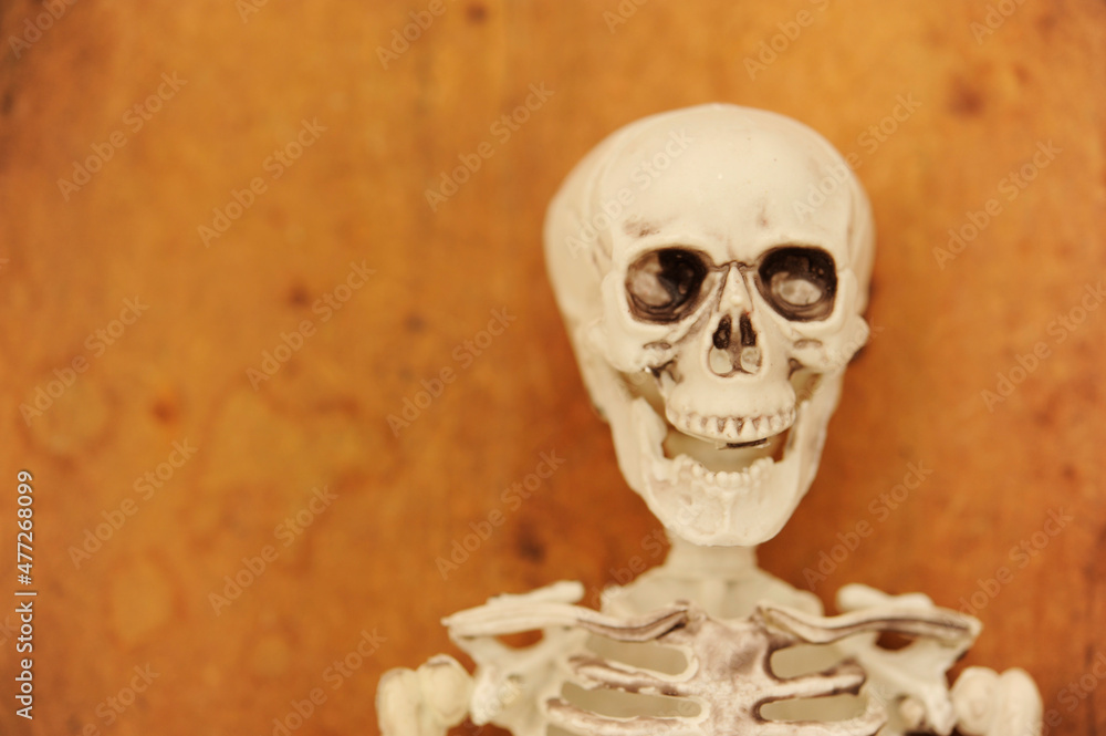 human skeleton toy, horror and Halloween concept human skeleton toy, horror and Halloween concept