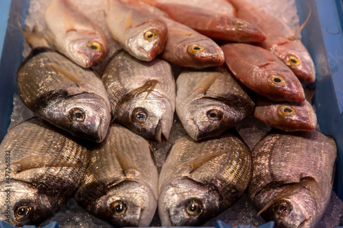 Freshly caught fish at the fish market