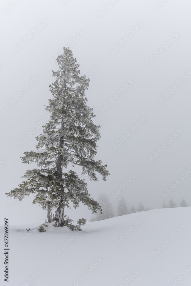 Fototapeta premium Arve