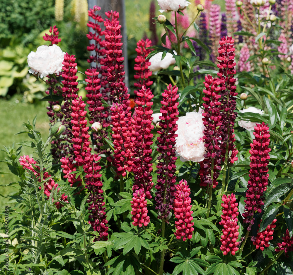 Lupinus ×russellii Lupin de Russell en épis érigé à fleurs — free download