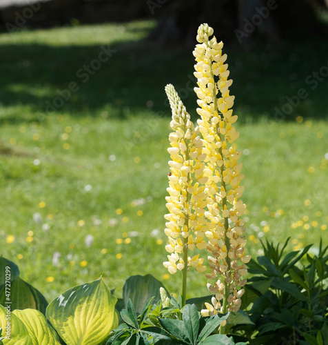 (Lupinus ×russellii) Floraison jaune de lupins de Russell  photo