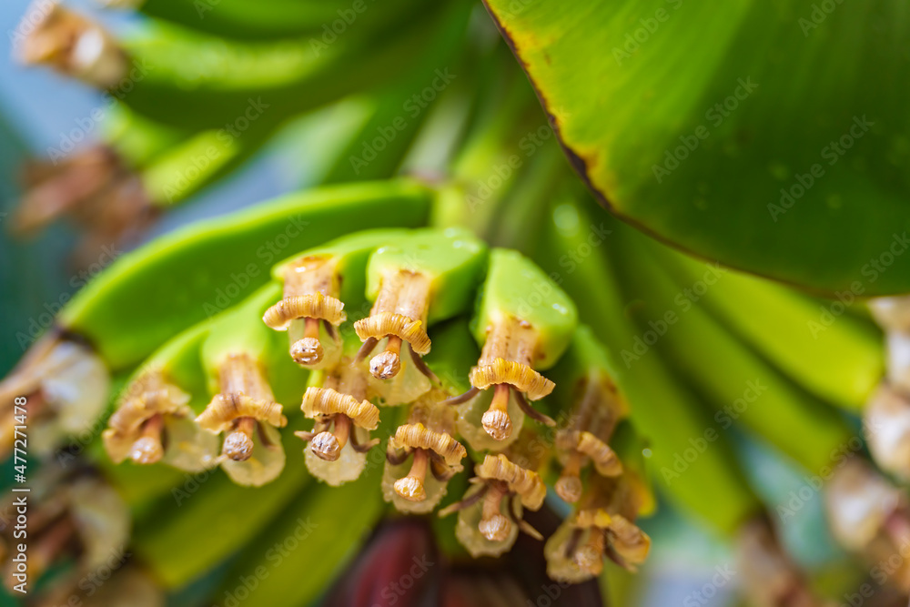 Fototapeta premium The young fruits of a banana tree