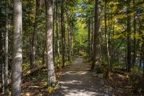 In the forest at fall in Mont Megantic National Park, located in Eastern  photo