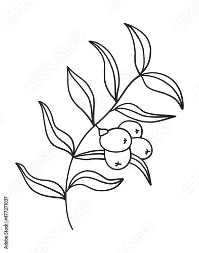 Sea buckthorn branch vector. Fruits on a branch with leaves in a linear style.