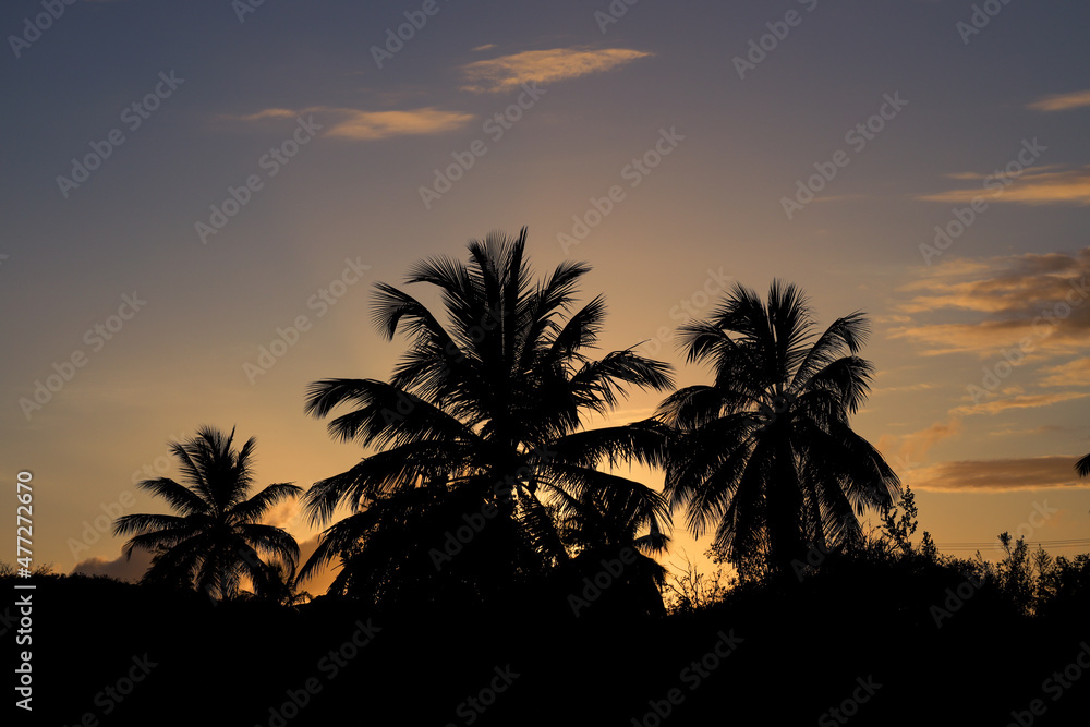 Silhouettes of some palm trees during sunrise.