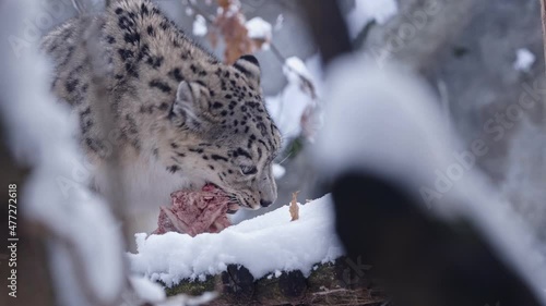 Snow leopard eats food on the snow photo