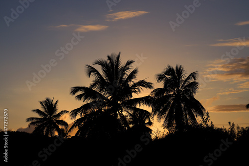 Silhouettes of some palm trees during sunrise. © Horacio Selva