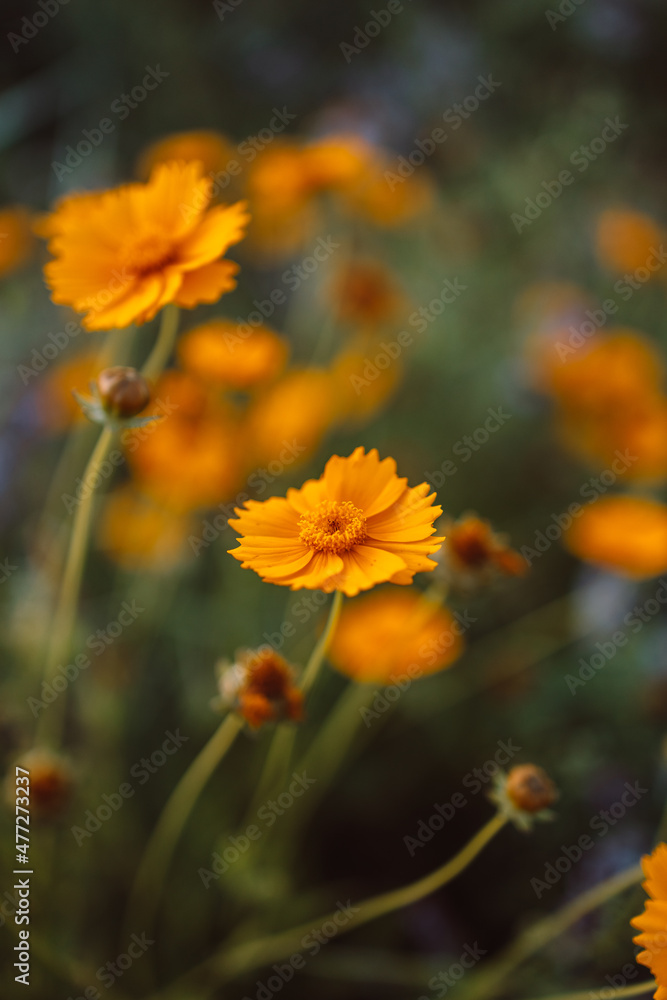 Beautiful different yellow wildflowers at sunset, selective focus. Shallow depth of field.