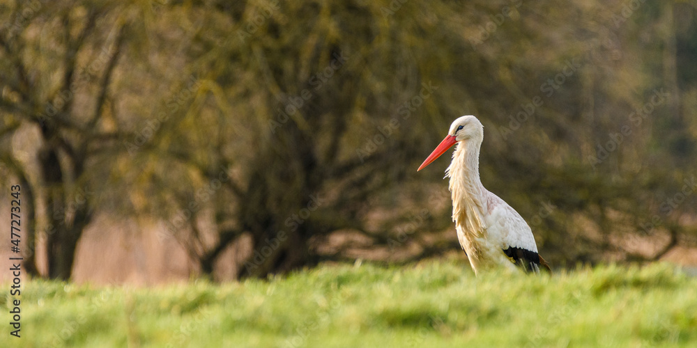 Fototapeta premium cigogne blanche dans les pâtures en Baie de Somme