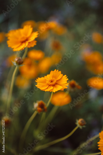 Beautiful different yellow wildflowers at sunset, selective focus. Shallow depth of field. © Shi 