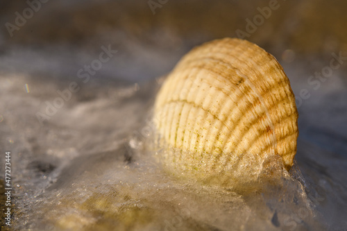 Coquillages dans la glace sur la plage en hiver en baie de Somme