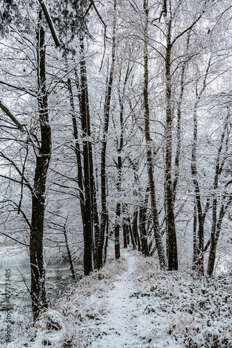 Trail in forest with snow.First fresh snow.Beautiful silence morning,tranquility,nobody.Snow covered trees.Magical winter landscape.Path between snowy trees.Natural tranquil atmosphere with snowflakes