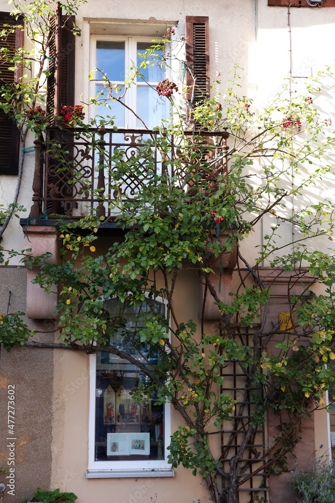 Balkon, Schmiedekunst, Rose, alt, romantisch