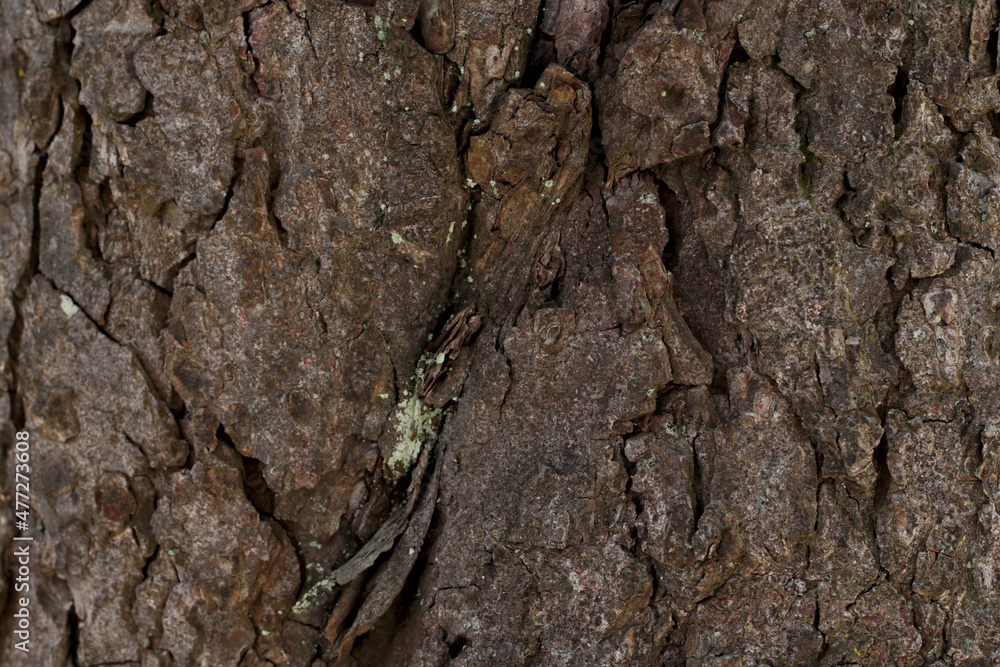 dark brown tree bark background dark brown tree bark background