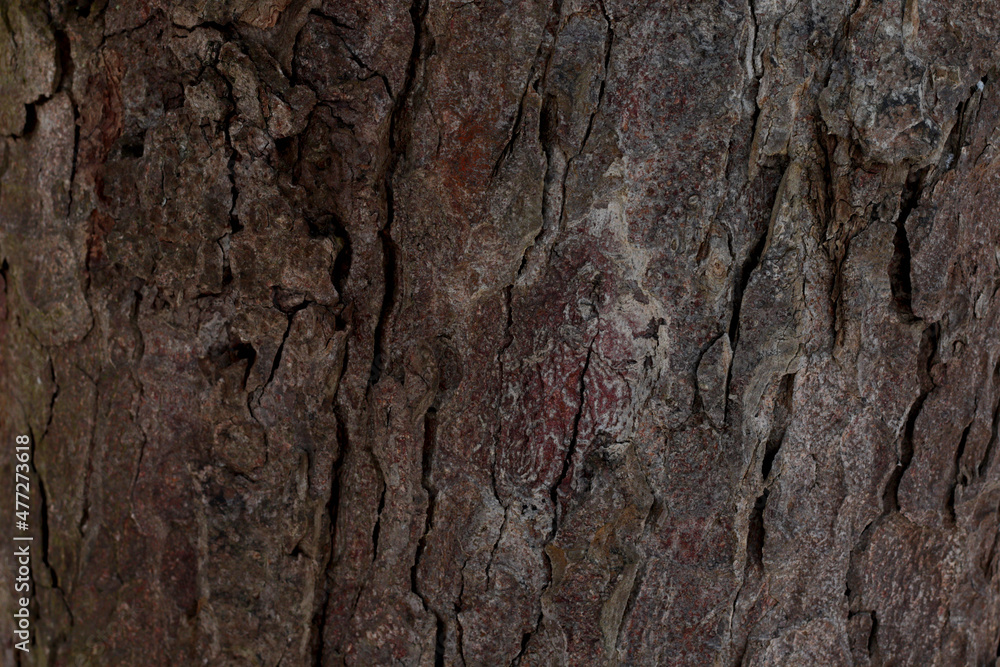 dark brown tree bark background dark brown tree bark background