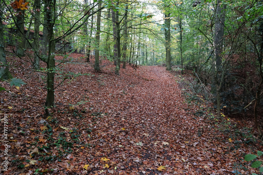 Wald, Weg, Laubwald, Buchen, Eichen, Mystik, Bäume Wald, Weg, Laubwald, Buchen, Eichen, Mystik, Bäume