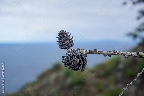 Branch with cones in Olkhon island at Baikal