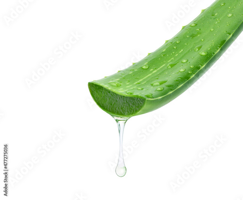 Aloe vera cutting leaf with aloe latex and water droplets isolated on white background.
