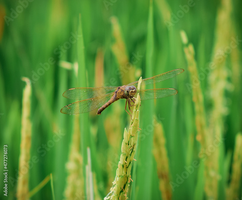  Dragonflies perching on leaves. dragonfly in nature. Dragonflies in natural habitats. Beautiful natural scenery with dragonflies. © Yoga