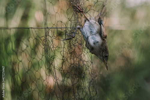 Trapped bird in net