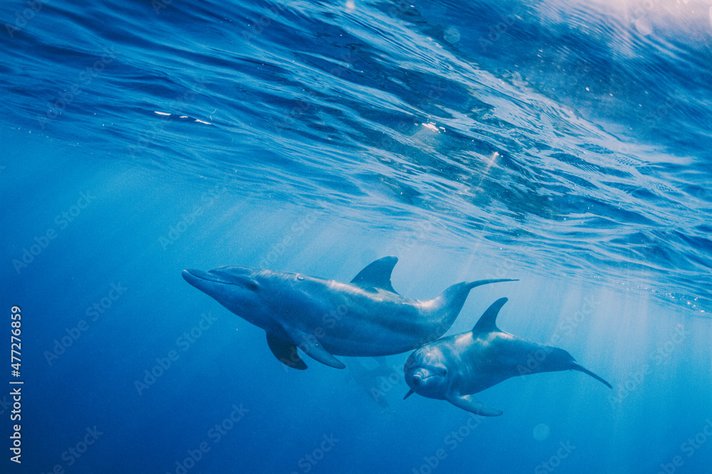Fototapeta premium Delfines