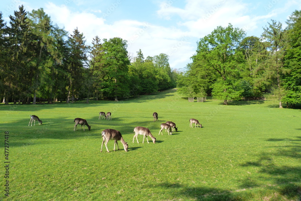 Wildpark Gräflicher Park Bad Driburg