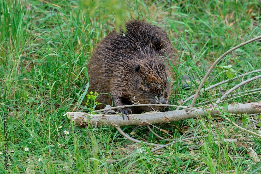 Eurasian beaver with a tree branch in the grass. Eating bark. Front view, closeup. Genus species Castor fiber. Eurasian beaver with a tree branch in the grass. Eating bark. Front view, closeup. Genus species Castor fiber.