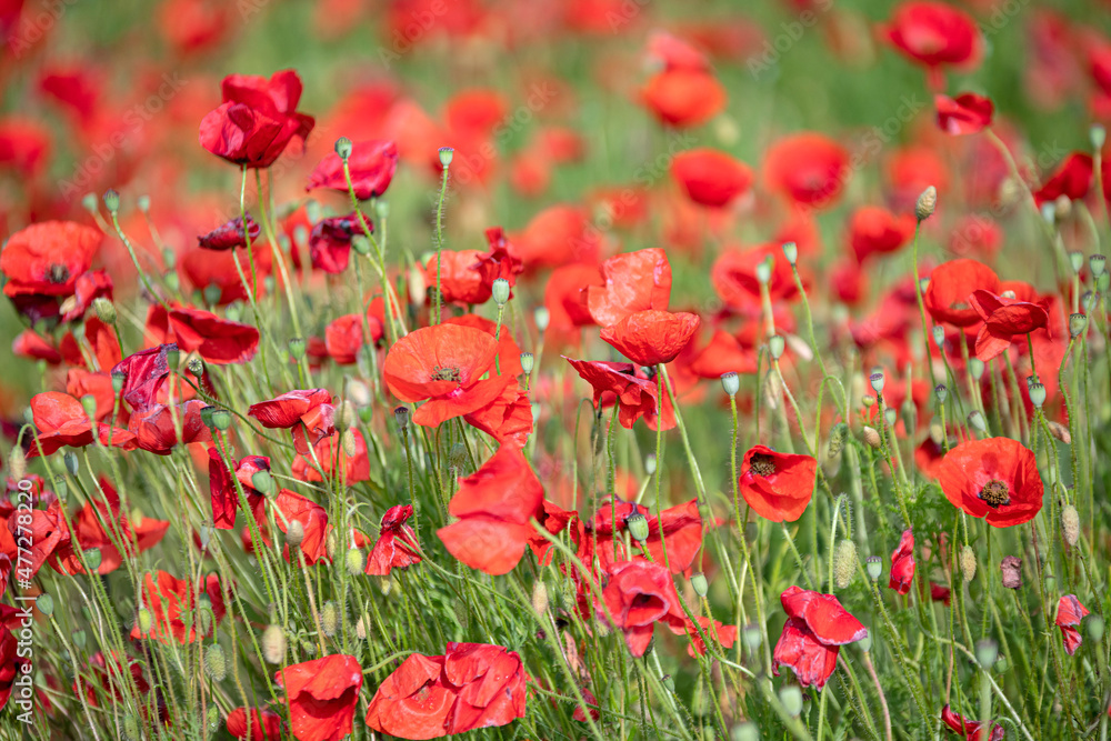 Fototapeta premium poppies field in nature