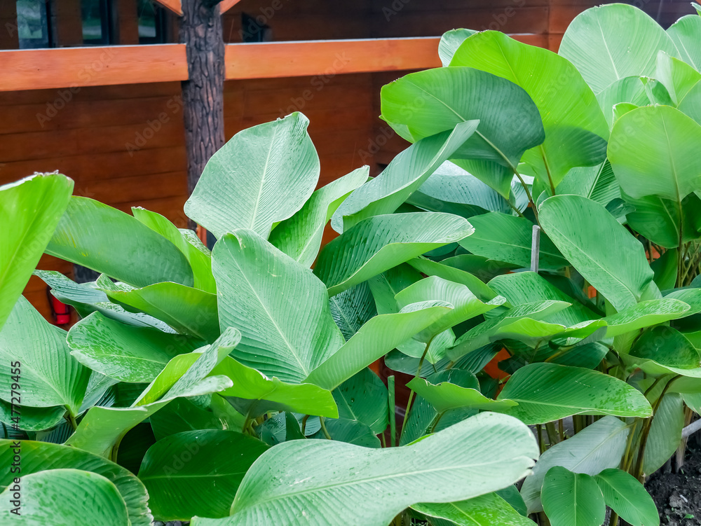 Obraz premium Wet banana leaves in the backyard 