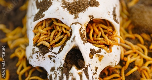 Maggots crawling on dead skull closeup photo photo