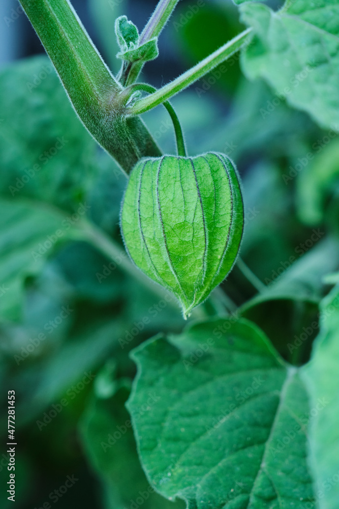 Close-up of green boxes of physalis alkekengi. Close-up of green boxes of physalis alkekengi.