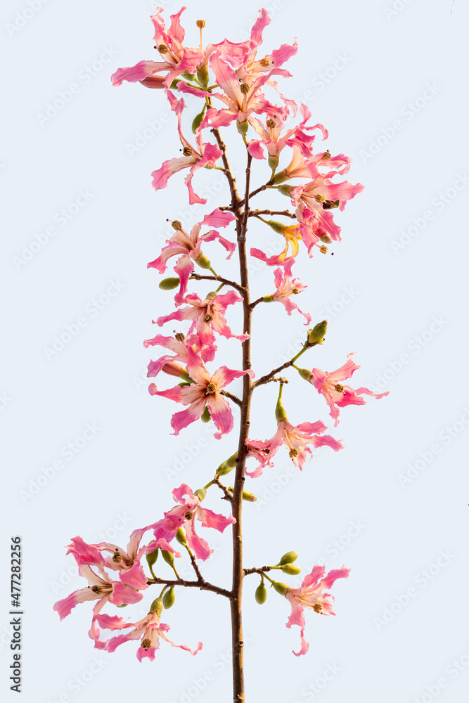The beautiful Gossypium brasiliense Macfadyen or Brazil kapok and black branches stretch are isolated on white background , look like a Chinese flower ink painting The beautiful Gossypium brasiliense Macfadyen or Brazil kapok and black branches stretch are isolated on white background , look like a Chinese flower ink painting
