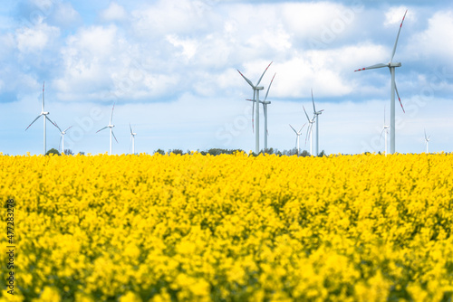 Wind farm in Poland. Electric windmills in field of rapeseed. Blurred foreground.