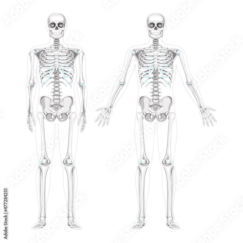 Set of Skeleton Humans realistic diagram front view different hands pose. Flat grey scale colour Vector illustration anatomy isolated concept medical banner, human skull spine ribs pelvis and joints