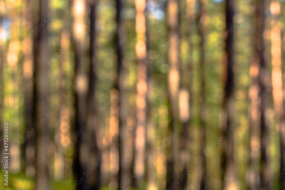 Out of focus forest, defocused blurry bokeh background Out of focus forest, defocused blurry bokeh background