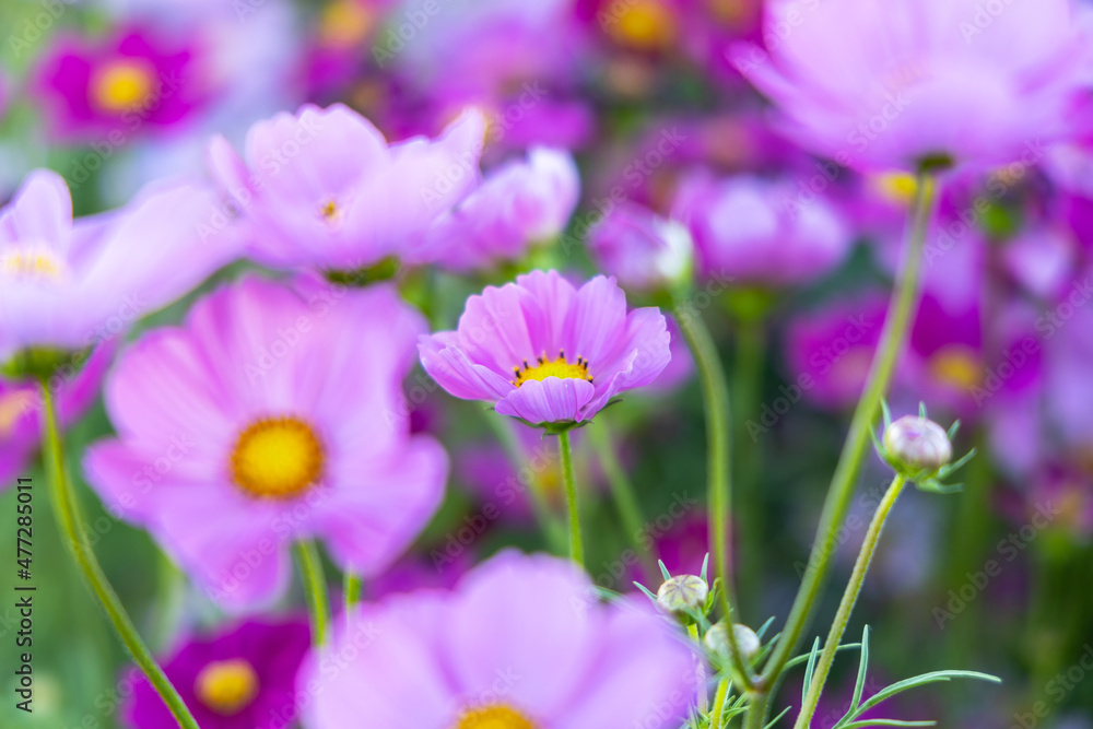 Close-up cosmos pink in garden.