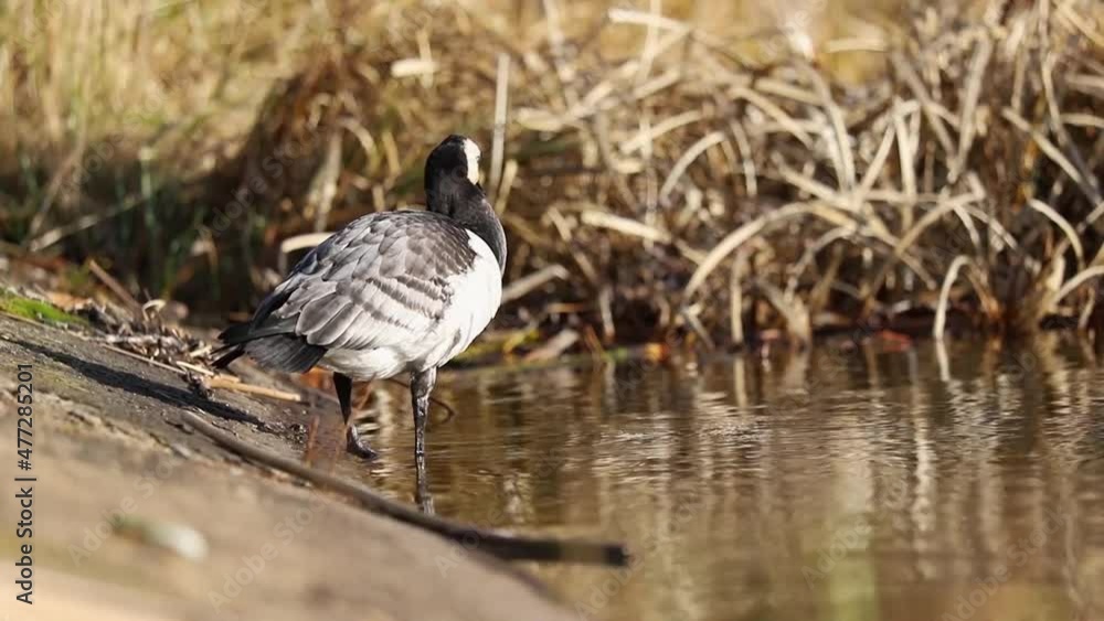 The barnacle geese (Branta leucopsis) on the background of sun glare on the water surface. Belarus The barnacle geese (Branta leucopsis) on the background of sun glare on the water surface. Belarus