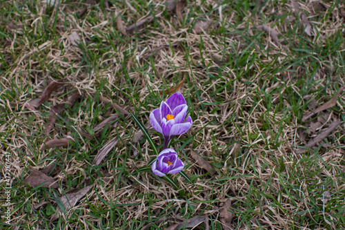 purple crocus vernus Pickwick flowers with small sprouts on green and dry leaves spring grass top view photo