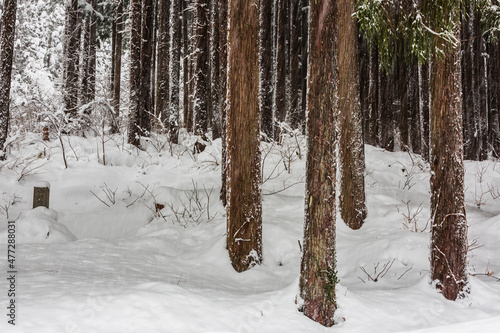 Pine stems with snow background, nature texture