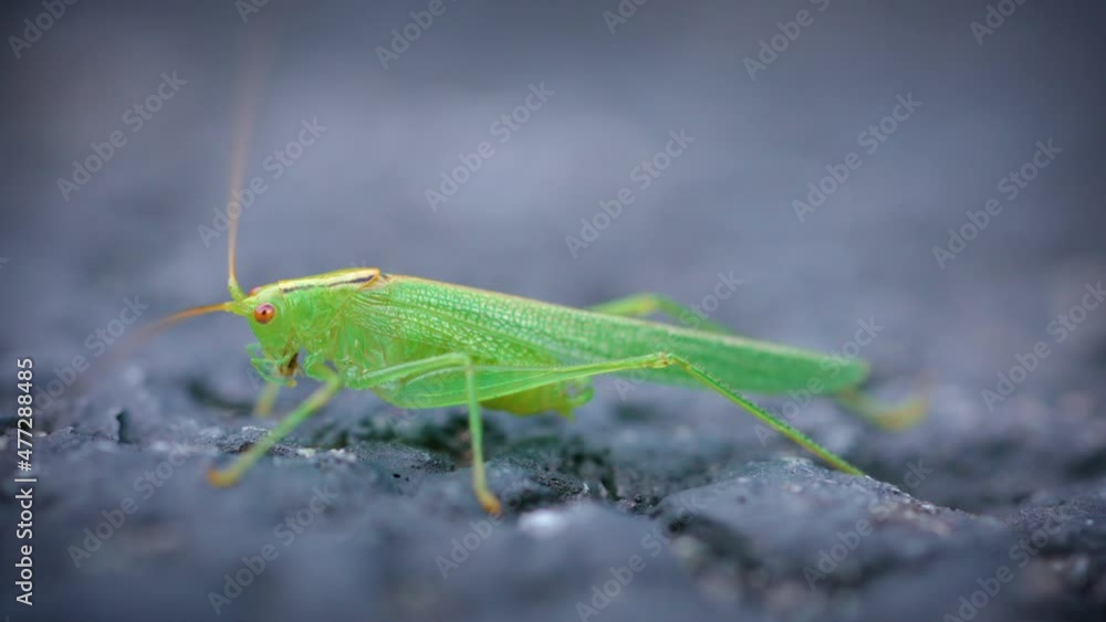 Great green bush-cricket on the asphalt Great green bush-cricket on the asphalt