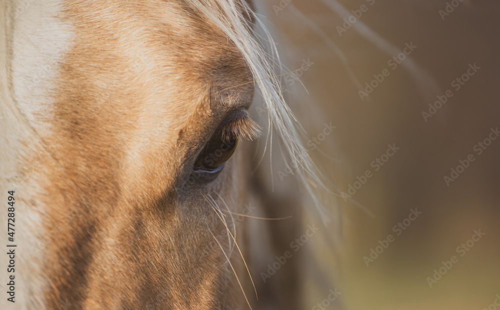 Portrait of a palomino horse close up. Detail, mane - obrazy, fototapety, plakaty 