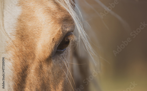 Portrait of a palomino horse close up. Detail, mane photo